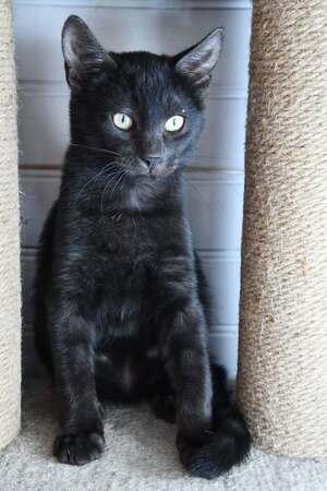 Adopter Romain
