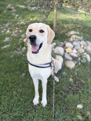Adopter Liberty