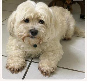Adopter Reglisse