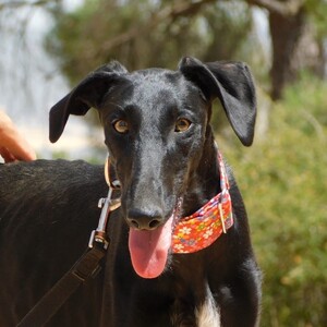 Adopter Zaniah
