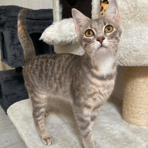Adopter LYRA 