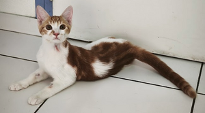 Adopter Kiwi 