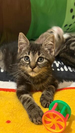 Adopter Titusse