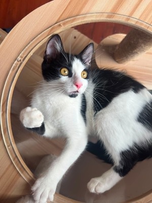 Adopter Arthur