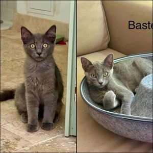 Adopter SMOCKY et BASTET
