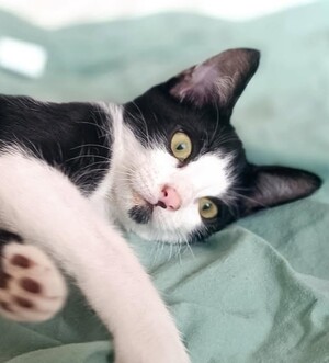 Adopter Bailey