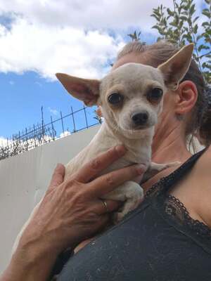 Adopter Lolita