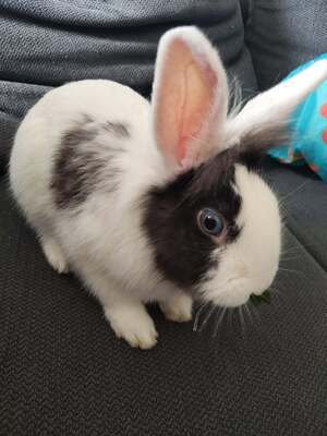 Adopter Sherlock