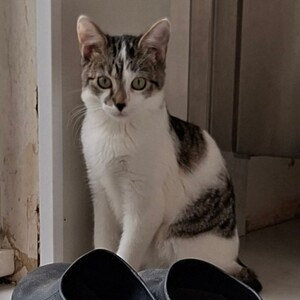 Adopter BLOSSOM