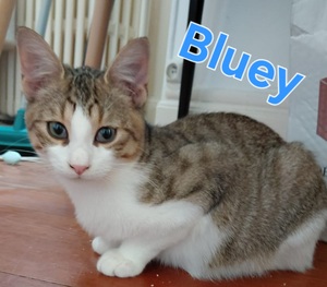 Adopter Bluey