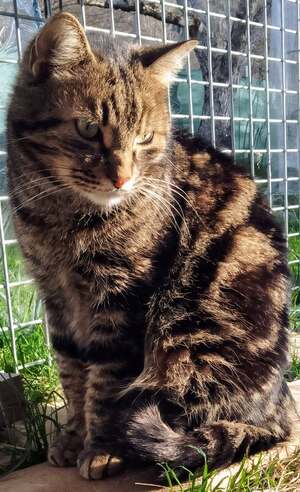 Adopter Romeo