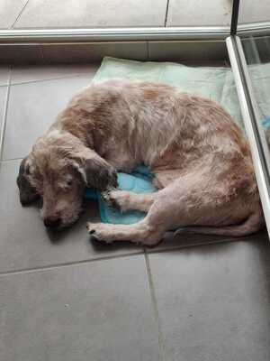 Adopter Hardy