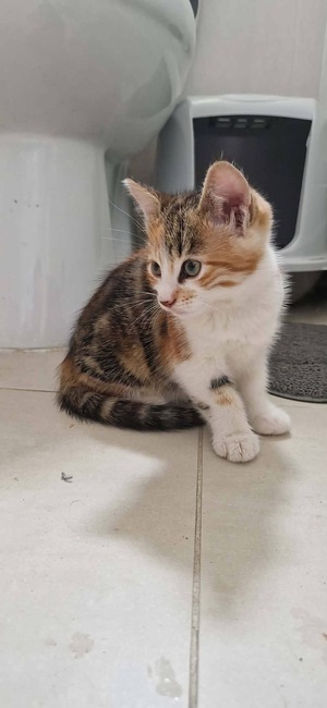 Adopter HELIA