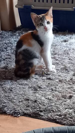 Adopter LOTUS