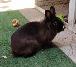 Adopter Fleur