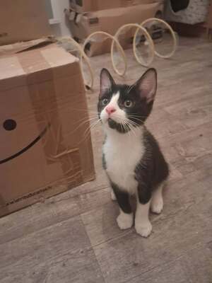 Adopter BASILE