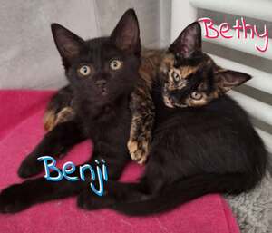 Adopter Benji(M)  Bethy (F) A Réserver