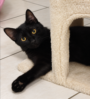 Adopter Boo