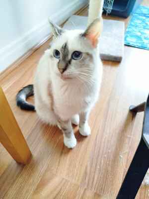 Adopter Hypatie 