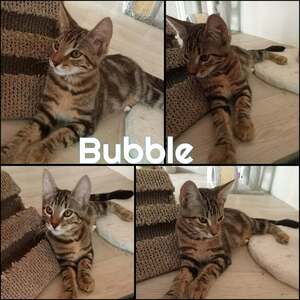 Adopter BUBBLE
