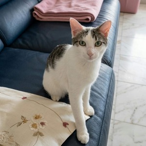 Adopter Huggy