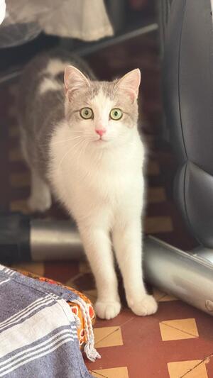 Adopter Livia