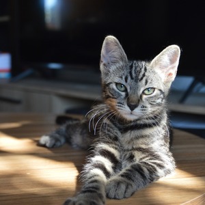 Adopter ATLAS