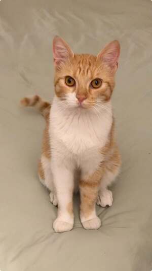 Adopter Harry