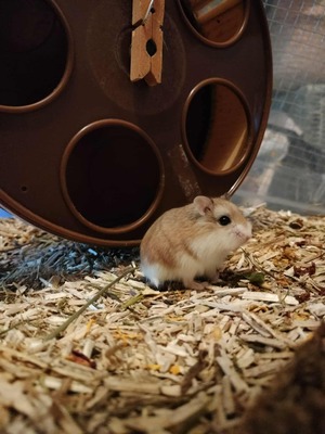 Adopter Tibou