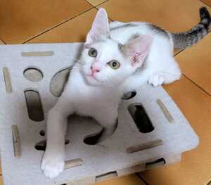 Adopter BOBBY