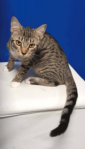 Adopter Biscoff