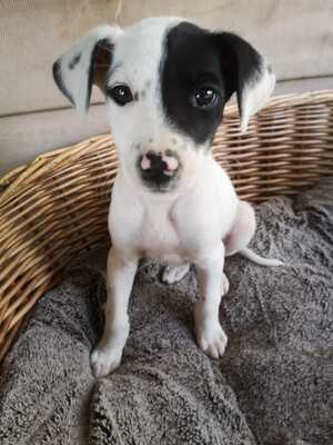 Adopter Kéa