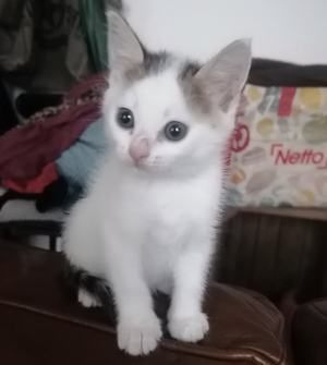 Adopter Jill