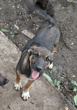 Adopter Immie