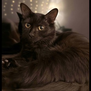 Adopter Tiana