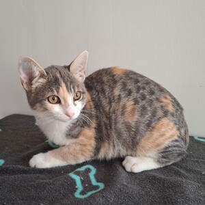 Adopter Betsi
