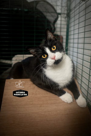 Adopter Nix
