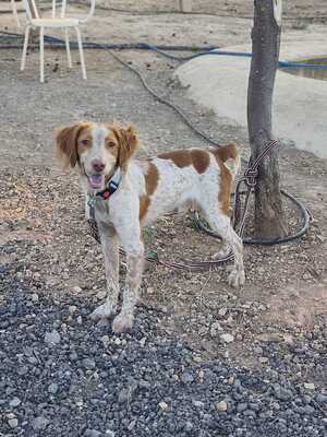Adopter Scooby