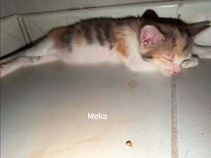Adopter Moka