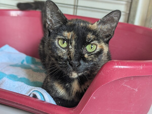 Adopter Biscotte