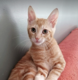 Adopter SALAZIE
