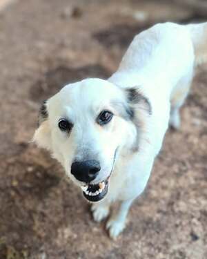 Adopter Nube