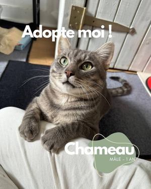 Adopter Chameau