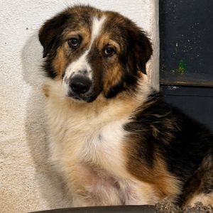 Adopter Fantine