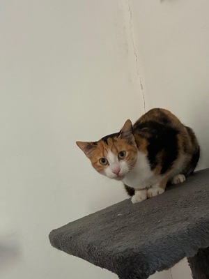 Adopter Calico