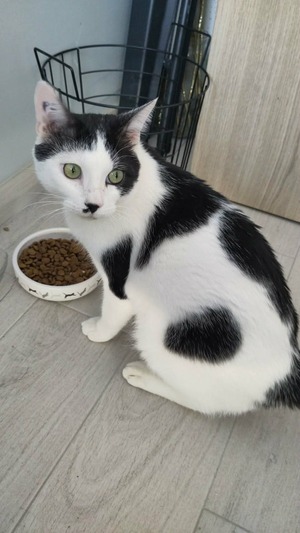 Adopter Benjy
