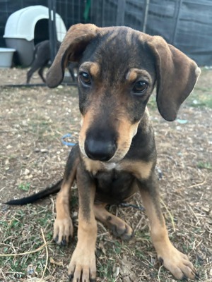 Adopter ACHILLE