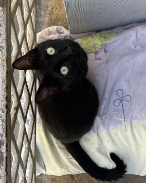 Adopter Eclair