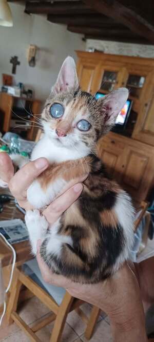 Adopter VICTOIRE