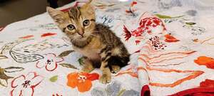 Adopter Bonbon